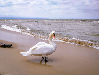 Seagull on beach