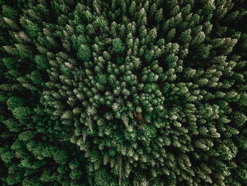 Aerial view of trees