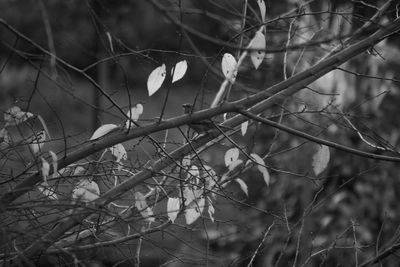 Close-up of branches against blurred background