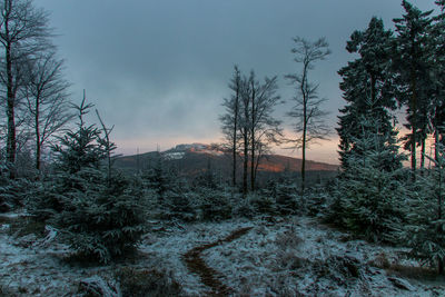 Trees in forest against sky during winter