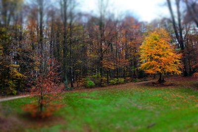 Close-up of autumn trees in park