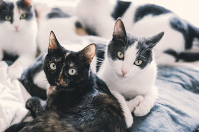 Close-up portrait of cats