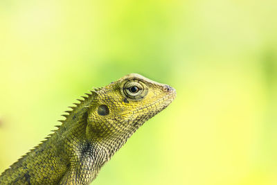 Close-up of a lizard