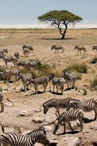 View of zebras and bare trees in a field