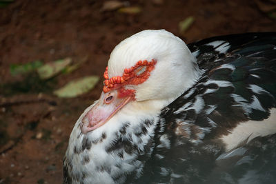 Close-up of a bird