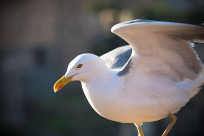 Close-up of seagull flying