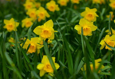 Close-up of yellow flower blooming in field