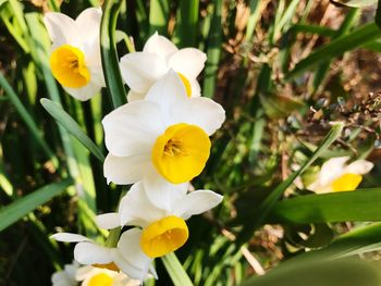 Close-up of yellow crocus blooming outdoors