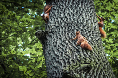 Squirrel on tree trunk