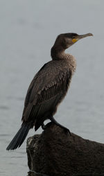 Close-up of bird perching on a sea