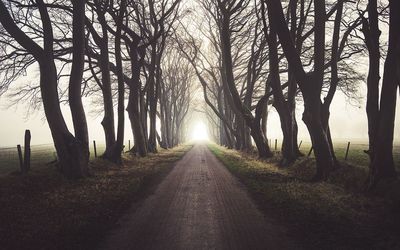 Road amidst trees in forest