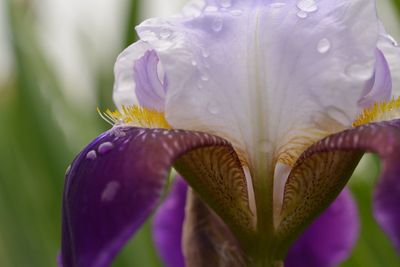 Close-up of purple flowers