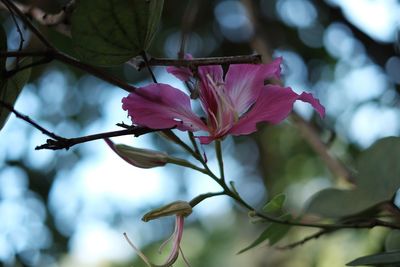 Close-up of pink flower tree