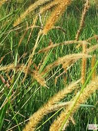 Close-up of plants growing