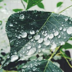 Close-up of water drops on leaf