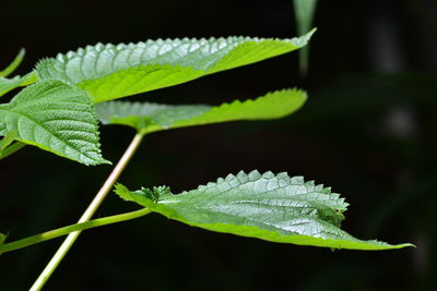 Close-up of green leaves