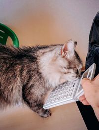 Close-up of hand holding cat at home