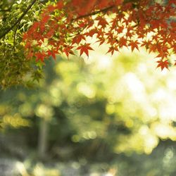 Close-up of maple leaves on tree