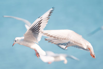 Bird flying against sky