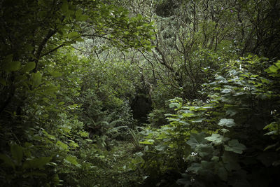 View of flowering trees in forest