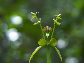 Close-up of green plant