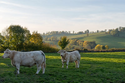 White cows in a field