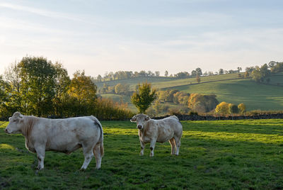 Horses in a field