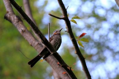 Low angle view of bird perching on tree