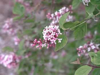 Close-up of white flowering plant