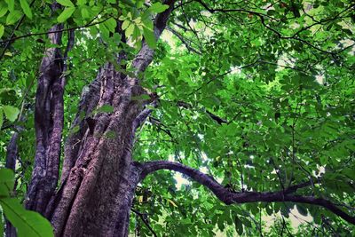 Low angle view of tree in forest