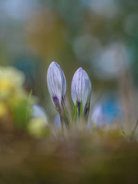 Close-up of purple crocus flowers on field