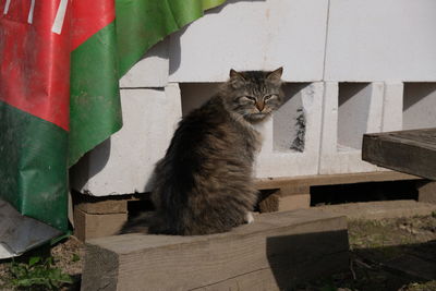 Cat sitting on wood