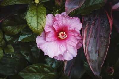 Close-up of water drops on pink flowering plant