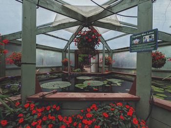 View of potted plants in greenhouse