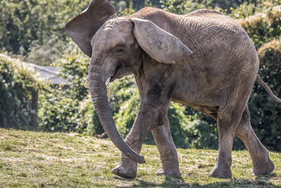 Elephant in a field