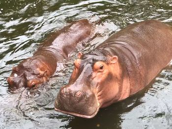 High angle view of lion swimming in lake