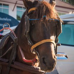Close-up of horse cart in ranch
