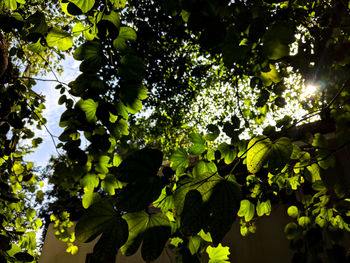 Low angle view of flowering tree against sky