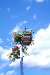 Low angle view of flower against blue sky
