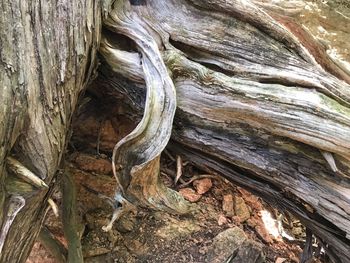 Close-up of tree trunk