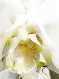 Close-up of white flower