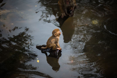 High angle view of monkey and infant sitting on driftwood in lake