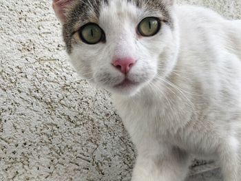 Close-up portrait of cat