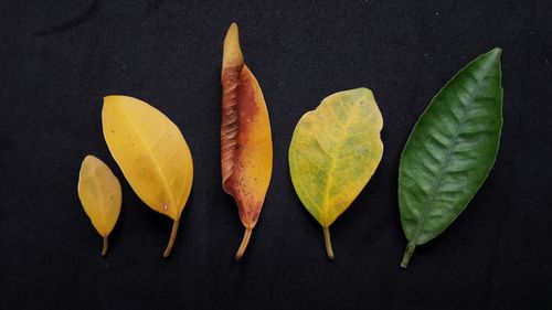 High angle view of yellow leaves on table