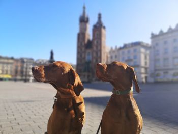 Dog looking at city buildings