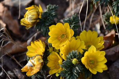 Close-up of yellow flowering plant