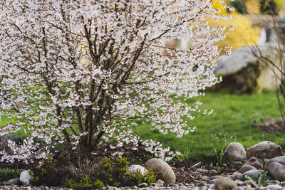 Close-up of cherry blossom tree