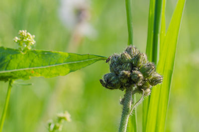 Close-up of caterpillar on plant