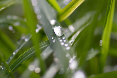 Close-up of water drops on leaf