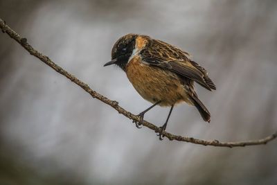 Close-up of bird perching on branch